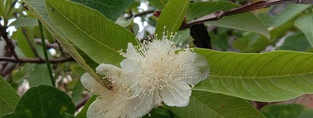番石榴花——秘密的花语之谜（揭秘番石榴花的丰富花语与神奇力量）