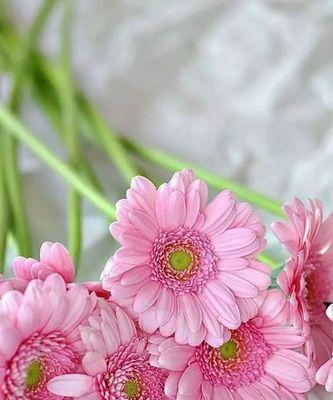 探索非洲菊花语与风水的奇妙力量（以非洲菊花为媒介，揭示风水的智慧之道）