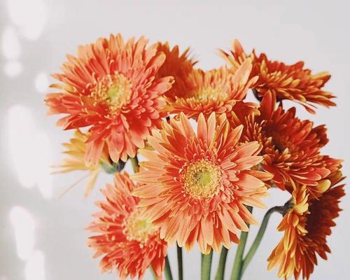 探索非洲菊花语与风水的奇妙力量（以非洲菊花为媒介，揭示风水的智慧之道）