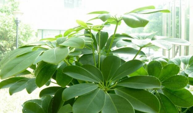鹅掌木的养殖方法与注意事项（打造优美生态，从种鹅掌木开始）