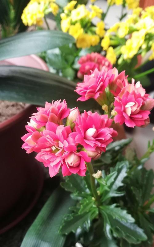 粉色长寿花花语解读（探寻粉色长寿花的内涵与寓意）