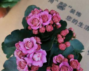 粉色长寿花花语解读（探寻粉色长寿花的内涵与寓意）
