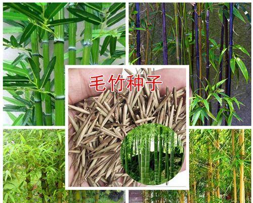 毛竹种子的播种时间（掌握正确时间，提高毛竹幼苗的成活率）