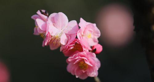 粉色梅花的花语与意义（探寻粉色梅花的柔美和坚韧，传递勇气与希望）
