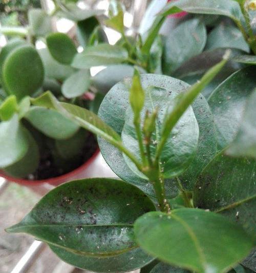 家中花草除虫方法大揭秘（不用杀虫剂，让你的花草远离害虫）