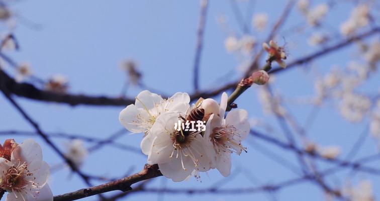 揭秘梅花开花季节（探寻梅花开放的时间、条件和特点）