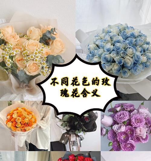 玫瑰颜色的寓意（了解玫瑰花不同颜色背后的含义）
