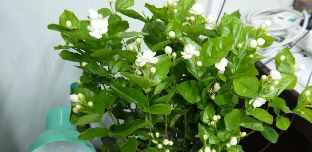 茉莉花的养护与栽培（打造芳香花园，从茉莉花开始）