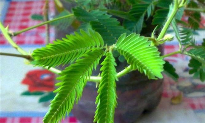 含羞草有毒吗？可以养吗？——探讨含羞草的特性和养护方法