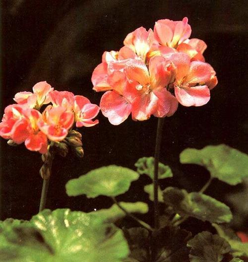 大花天竺葵的养殖方法（打造鲜花盆栽，助力美化室内环境）