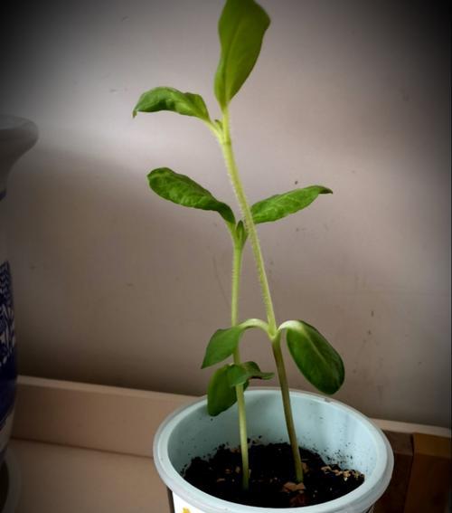 向日葵种植指南（从选种到养护，教你如何种出美丽的向日葵）