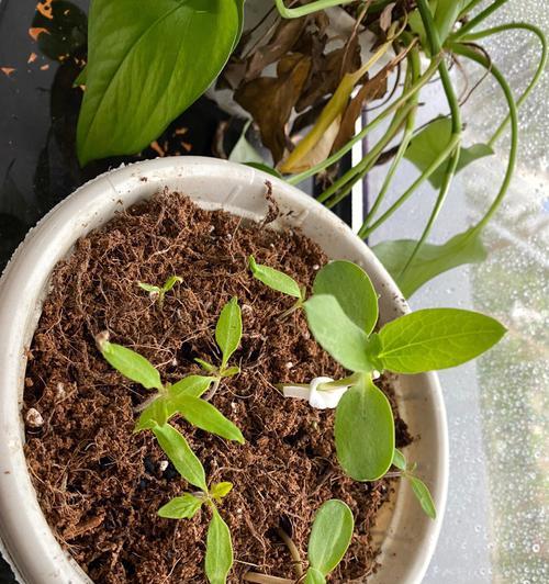 向日葵种植指南（从选种到养护，教你如何种出美丽的向日葵）