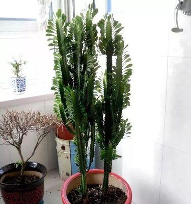 龙骨柱的种植方法与技巧（打造花园绿意盎然，龙骨柱是不可或缺的建材）