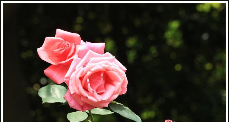 月季花的美丽与特点（探究月季花的品种、颜色、形态、香味、栽培、保养、繁殖及应用）