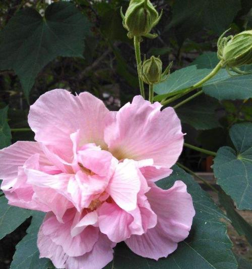 一年四季花香满园——十二个月开花特点剖析（以花神话传说为引，亲历赏花之旅）