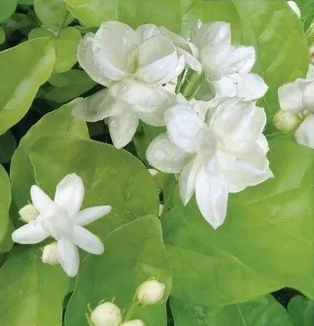 一年四季花香满园——十二个月开花特点剖析（以花神话传说为引，亲历赏花之旅）
