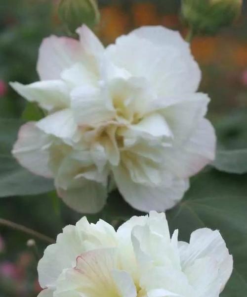 一年四季花香满园——十二个月开花特点剖析（以花神话传说为引，亲历赏花之旅）
