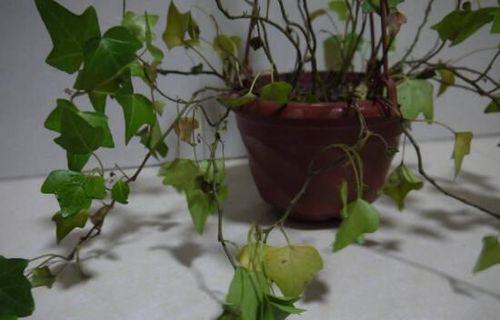 常青藤繁殖技巧（越养越多的神奇方法）