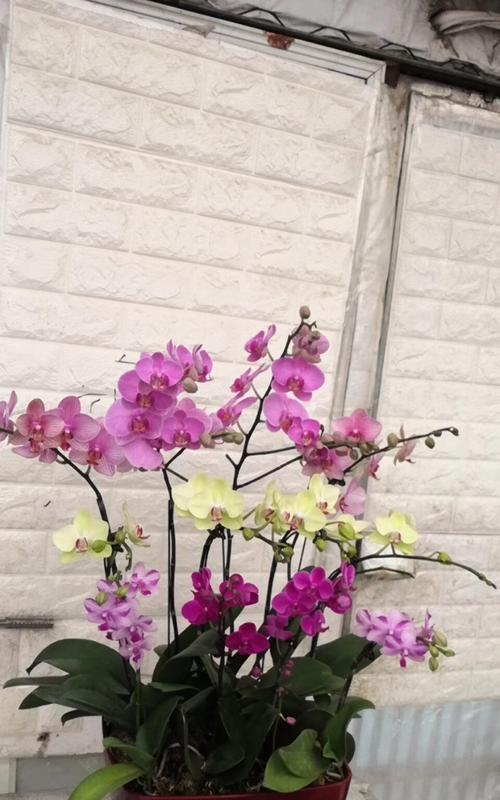 丰富多彩的蝴蝶兰花语（探寻不同颜色蝴蝶兰的含义与象征）