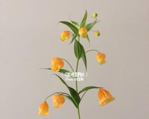 宫灯百合花语（传递希望与祝福的优雅之花）