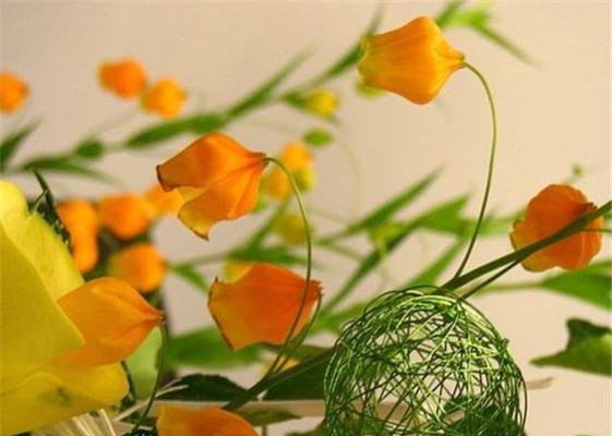 宫灯百合花语（传递希望与祝福的优雅之花）