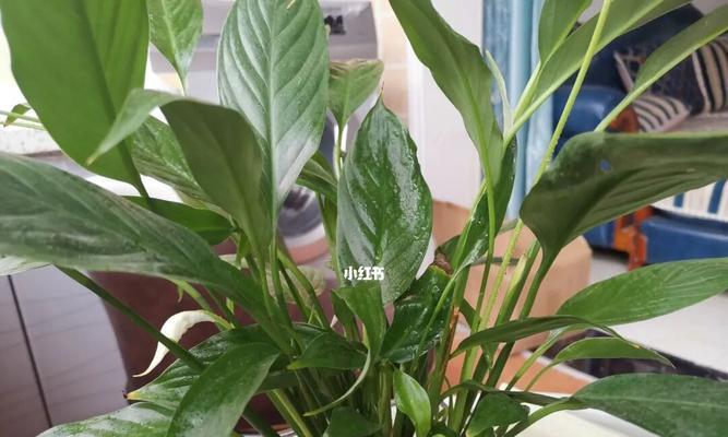 一帆风顺花的养殖方法（打造美丽花园，从一帆风顺花开始）