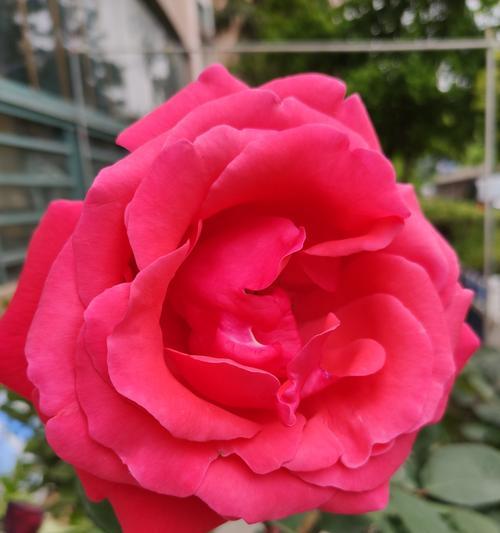 月季花（绽放在心间的花海）