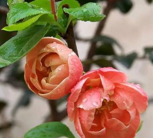 观叶海棠（花语深沉，传递爱与离别之情）