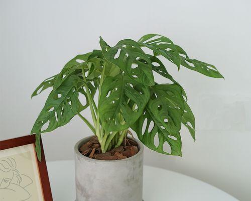 以龟背竹的花语是什么（探索龟背竹的象征意义与寓意）