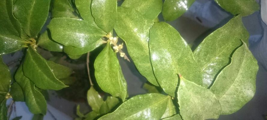 揭秘桂花叶子一碰就掉的原因（浅析桂花树叶脆弱的成因及其症状）