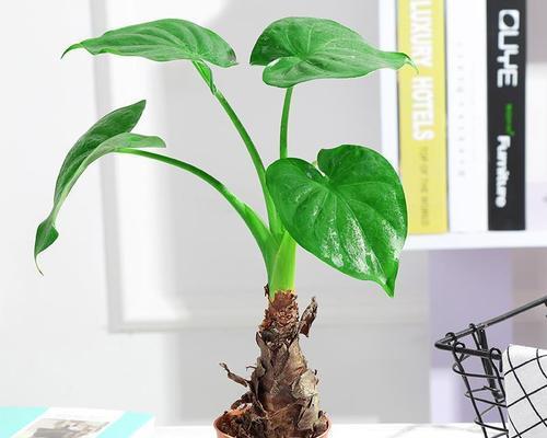 打造滴水观音植物的养护秘籍（了解这些关键，让您的滴水观音蓬勃生长）