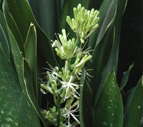 虎皮兰开花时间解析（揭秘虎皮兰开花规律，掌握正确养护方法）