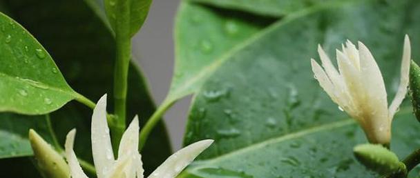 以含笑花语，传递幸福与快乐的语言（以含笑花语，让笑容绽放心间的秘密）