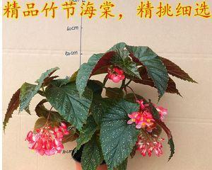 打造斑叶竹节秋海棠的生长新方式（斑叶竹节秋海棠养护技巧，轻松享受秋日花香）