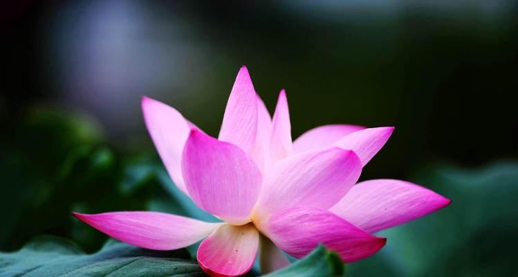 荷花的花语与意义——清雅、自尊与坚韧（深入探究荷花花语的背后含义）