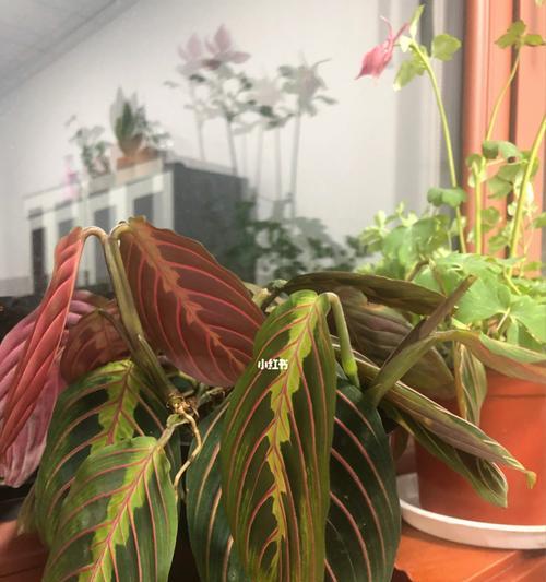 孔雀竹芋的浇水技巧（如何科学浇水，让孔雀竹芋更加茁壮？）