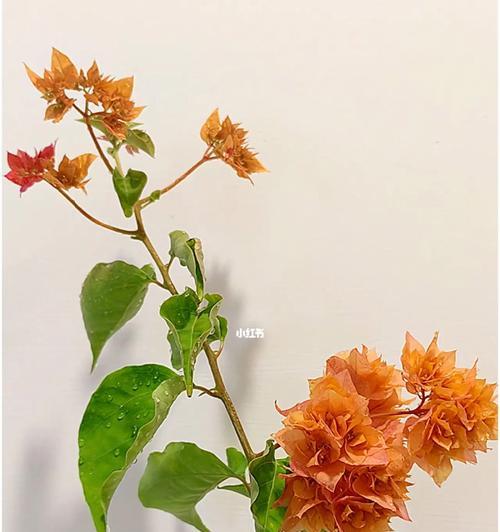 重瓣三角梅的养护秘籍（打造美丽庭院，从重瓣三角梅开始）
