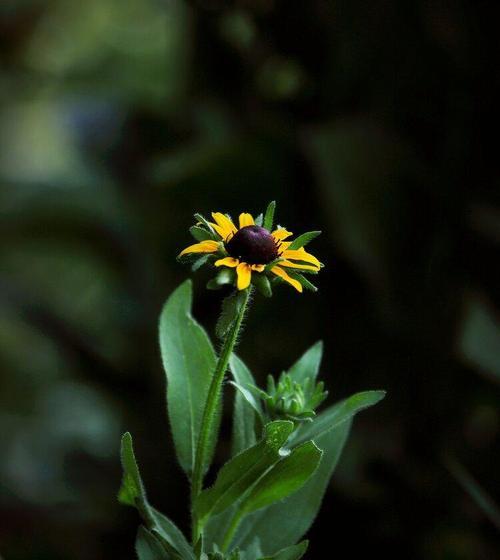 黑心金光菊花的美丽与寓意（探索黑心金光菊花的花语与独特之处）