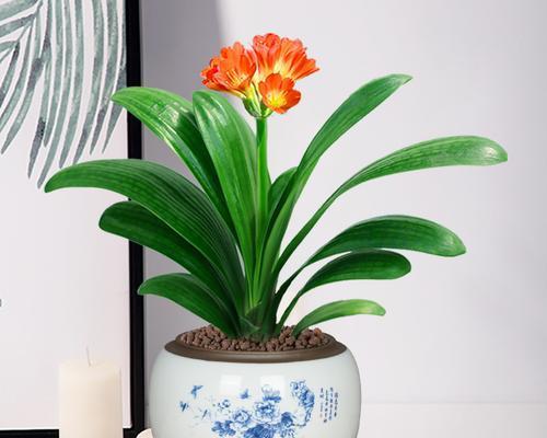花卉管理的常用方法（让花儿绽放美丽的技巧与注意事项）