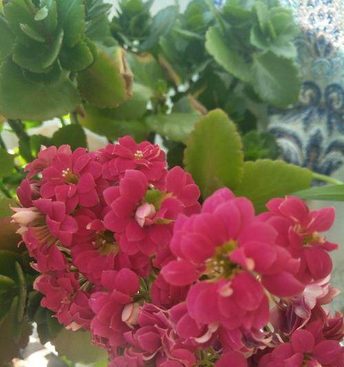 红色长寿花的花语与寓意（探究红色长寿花的象征意义及文化内涵）