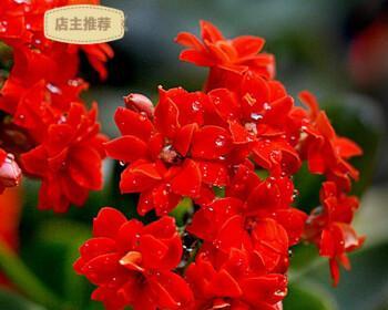 红色长寿花的花语与寓意（探究红色长寿花的象征意义及文化内涵）