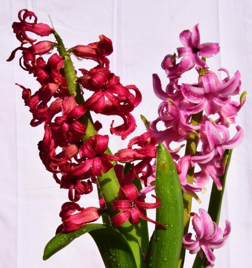 红色风信子花语（探索红色风信子的浪漫与意义）