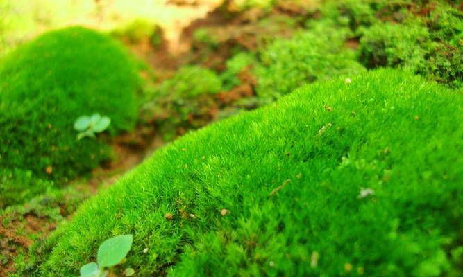 苔藓百科（了解苔藓的类型和分类，从现实到科学，获得完整的知识体系）