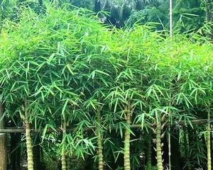 探寻名贵竹子品种（了解竹子的奇妙世界）