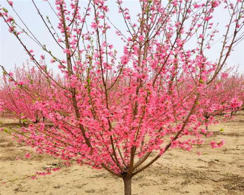 红叶碧桃花语（秋之花海，红叶碧桃相映成趣）