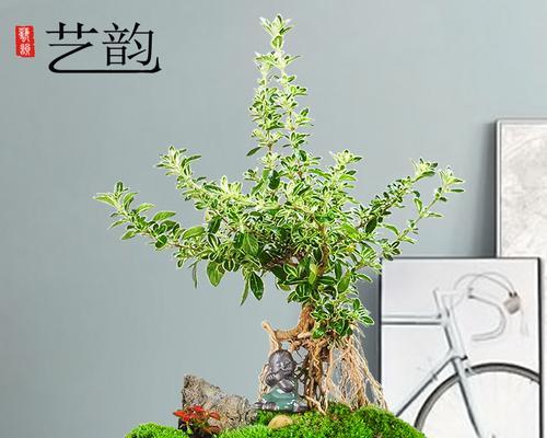 六月雪怎么养？家庭养法大揭秘！（从挑选到养护，让你一步步变成六月雪专家！）