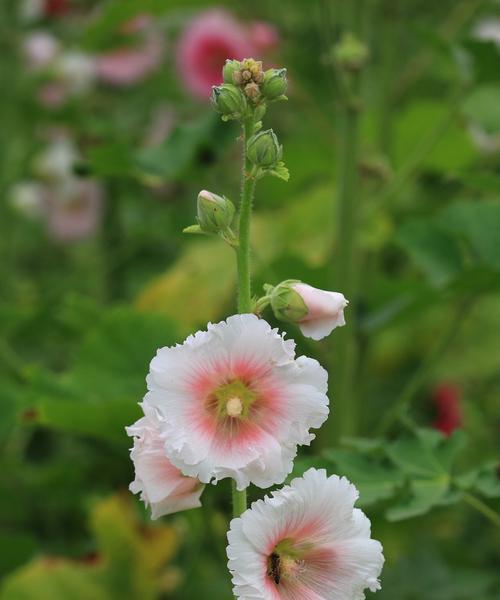 蜀葵花的文化意义（探寻蜀葵花的象征意义与历史渊源）