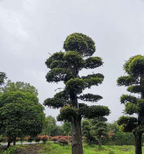 认识榔榆树——一种常见的落叶乔木（特征、生长环境、用途及保护措施）