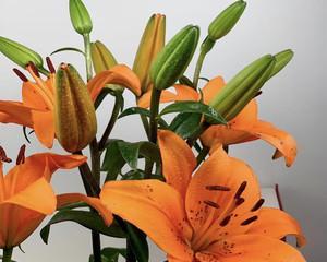 黄天霸百合花语的深意（揭秘黄天霸百合花语的神秘世界）
