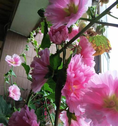 盆栽芙蓉花的养护技巧（打造花园中的绝美芙蓉）